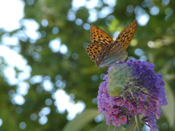 Close-up of butterfly pollinating on purple flower