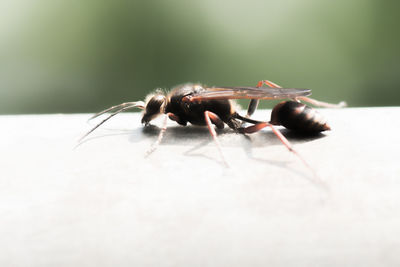 Close-up of insect