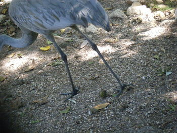 Close-up of bird