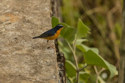 Close-up of bird perching on plant