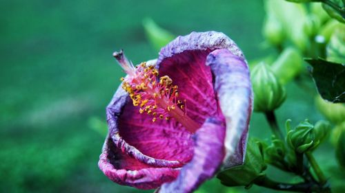 Close-up of honey bee on purple flowering plant