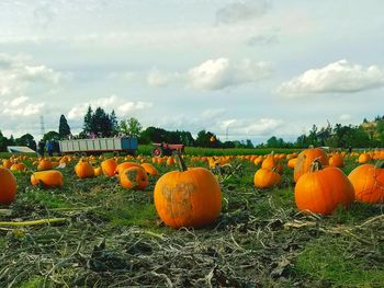 View of pumpkins on field against cloudy sky