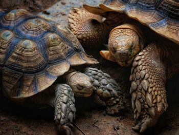 Close-up of a turtle