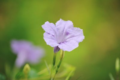 Close-up of purple flowering plant