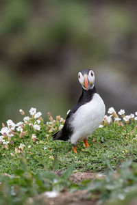 Close-up of bird on field