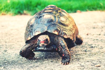 Close-up of a turtle in a field