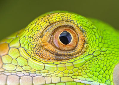 Close-up of green lizard