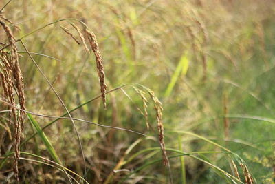 Close-up of insect on grass