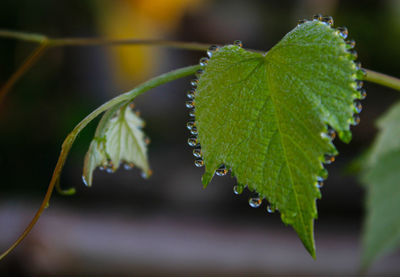 Close-up of wet plant leaves