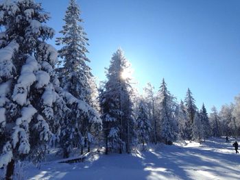 Snow covered pine trees in forest against sky