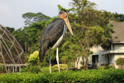 Bird perching on a plant