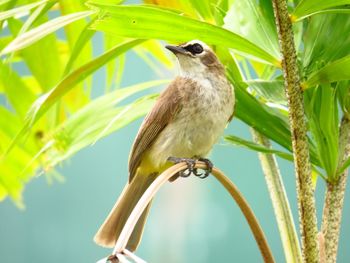 Low angle view of birds perching on branch