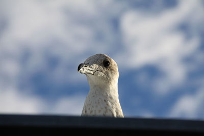 Close-up of seagull