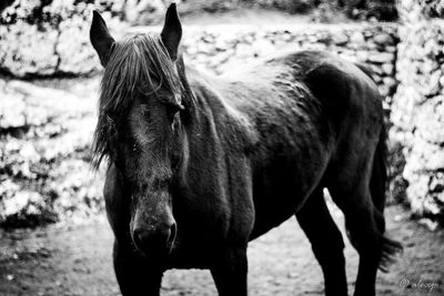 Portrait of horse standing on field