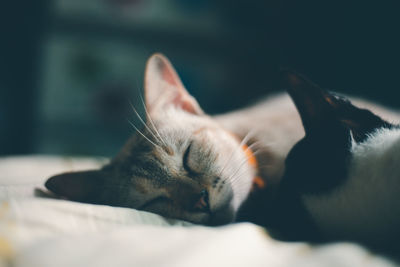 Close-up of cat sleeping