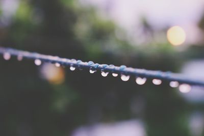 Close-up of water drops on cable