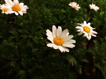 Close-up of flowers blooming outdoors