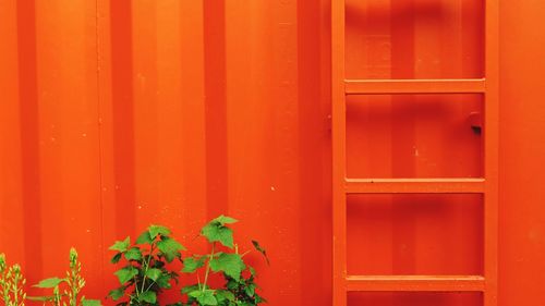 Plants by orange ladder on wall