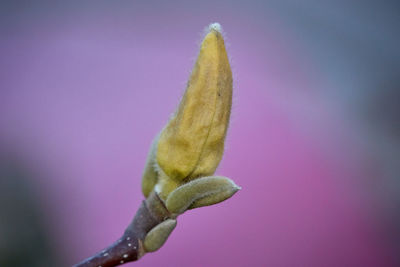 Close-up of pink flowering plant
