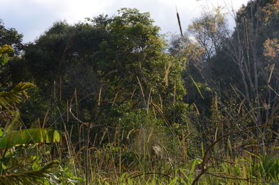 Trees in forest