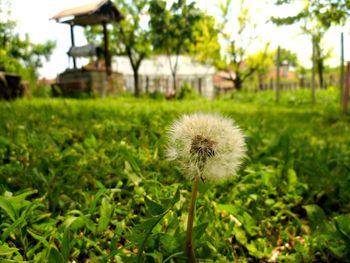 Close up of dandelion