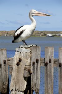 Bird perching on wooden post by sea against sky