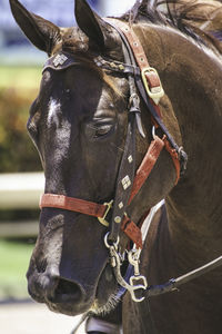 Close-up of horse head