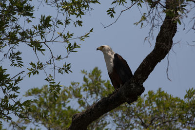 Low angle view of eagle perching on tree