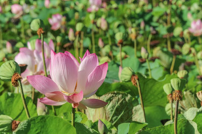 Close-up of pink water lily