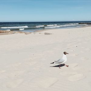 Seagulls on beach