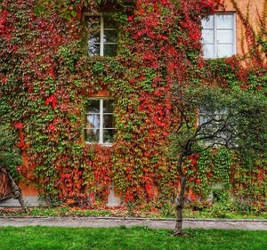 Ivy growing on tree in city during autumn