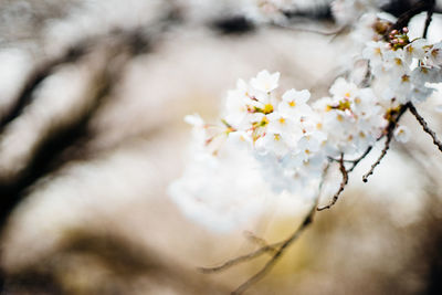 Close-up of white cherry blossoms in spring