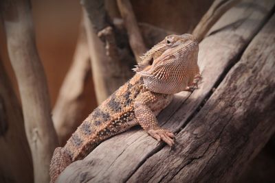 Close-up of lizard on tree