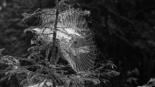 Close-up of dry leaf on spider web in forest