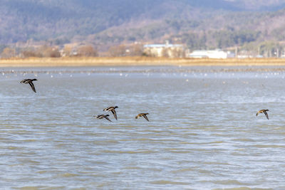 Birds flying over sea