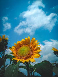 Close-up of sunflower against sky