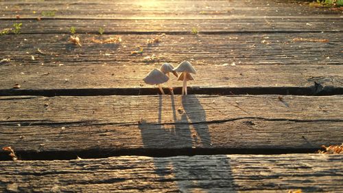 High angle view of bird on wooden plank