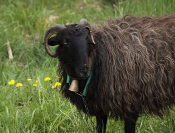 Close-up of cow standing on field