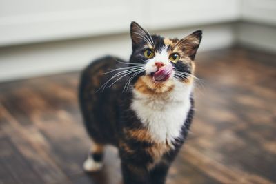 High angle portrait of a cat