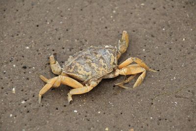 High angle view of crab on sand