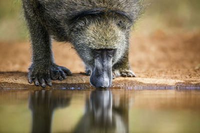 Close-up of monkey in zoo