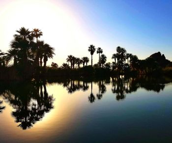 Reflection of trees in calm lake