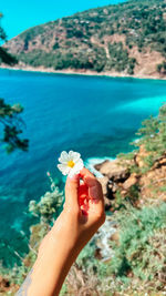 Cropped hand holding flower