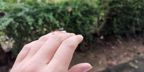 Close-up of hand holding plant