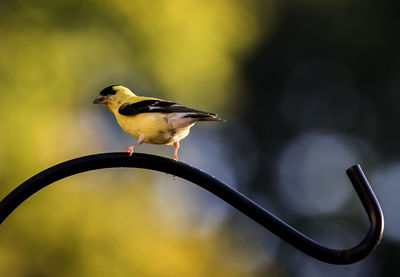 Close-up of bird perching on metal