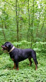 Black dog standing on field