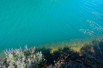 High angle view of plants against sea