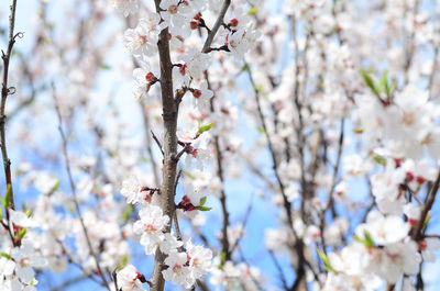 Close-up of cherry blossom tree