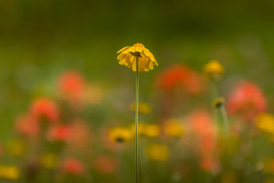 Single yellow daisy in a field of indian paintbrush and daisies. shallow depth of field, copy space