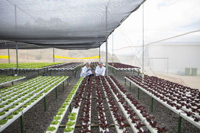 Greenhouse workers inspecting plants